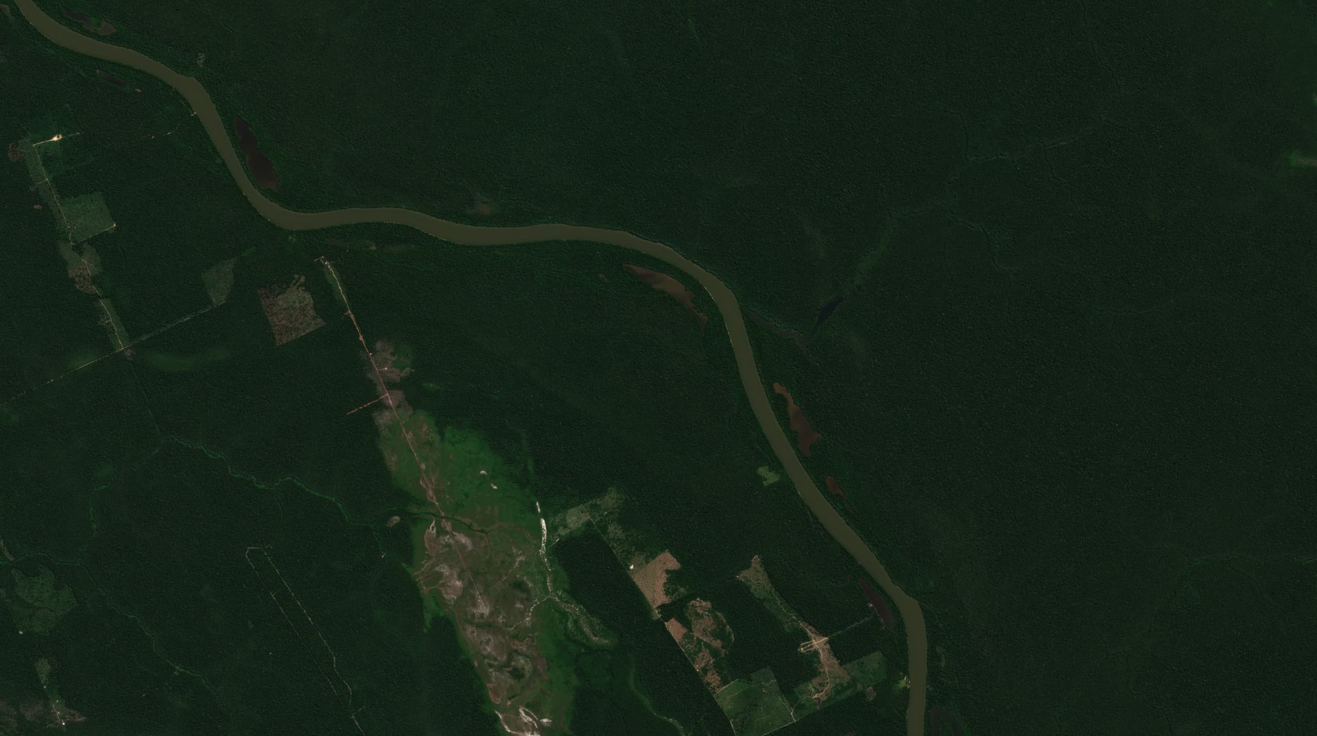 Satellite image of intact forest canopy, June 2020.