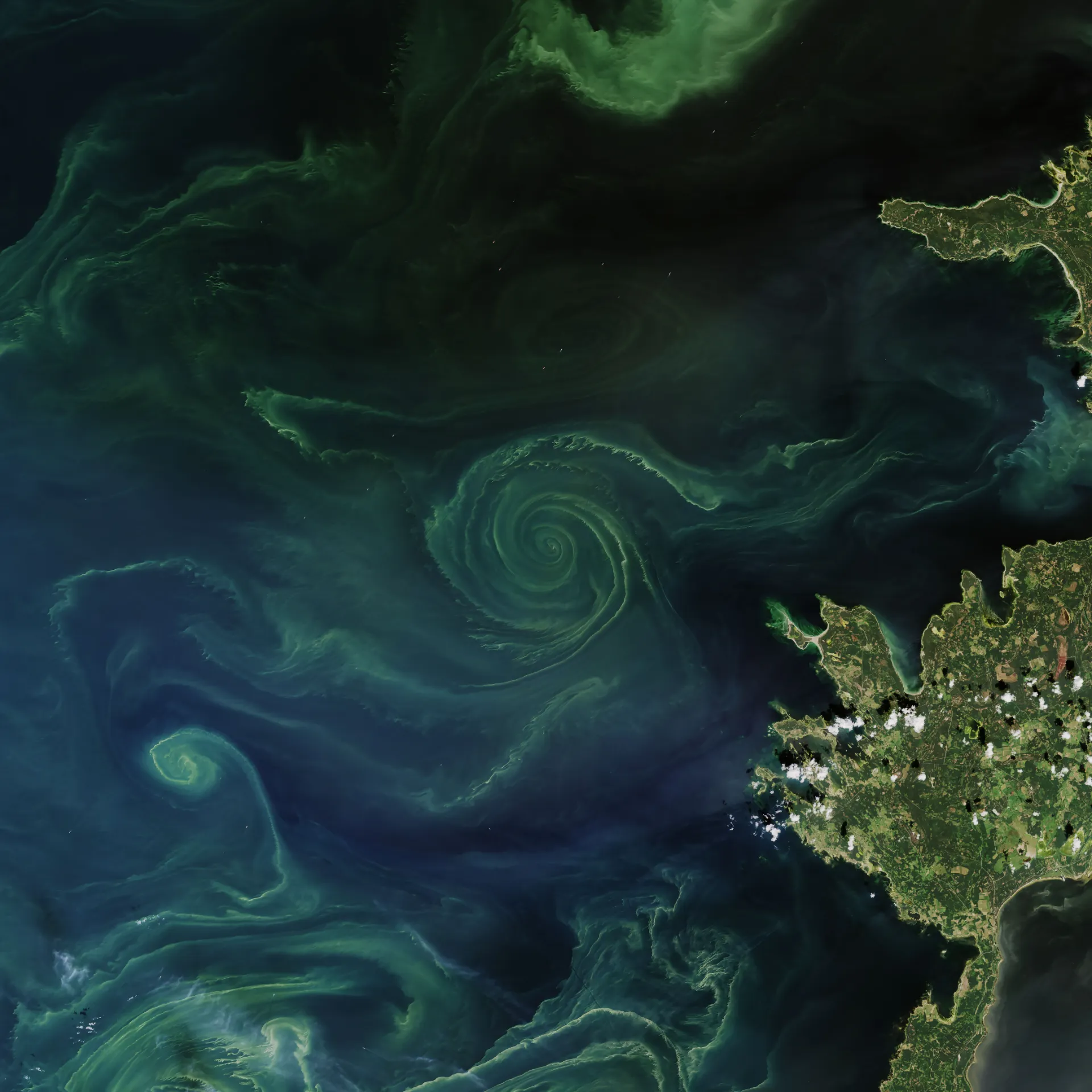 Amelia Selected for EU Horizon Algae Accelerator